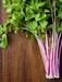 CHINESE PINK CELERY SEEDS ,ANNUAL VEGETABLE - Caribbean garden seed