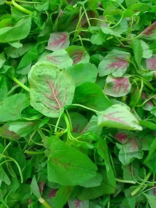 CHINESE SPINACH SEEDS- Asian Vegetables ,Red Stripe Leaf,Edible Amaranth - Caribbean garden seed