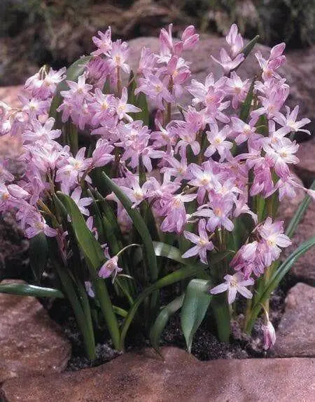 Chionodoxa  Bulbs - Pink Giant ,glory of snow - Caribbean garden seed