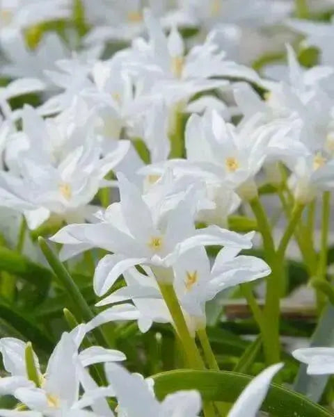 Chionodoxa  Bulbs -WHITE- Glory of snow, bloom spring - Caribbean garden seed