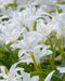 Chionodoxa  Bulbs -WHITE- Glory of snow, bloom spring - Caribbean garden seed
