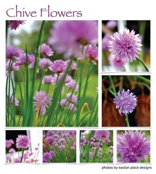 Chives Seeds,(Allium Schoenoprasum) flowers herb, natural insect repellent - Caribbeangardenseed