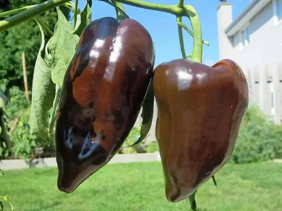 CHOCOLATE POBLANO Pepper Seeds -(Capsicum annuum) , - Caribbean garden seed