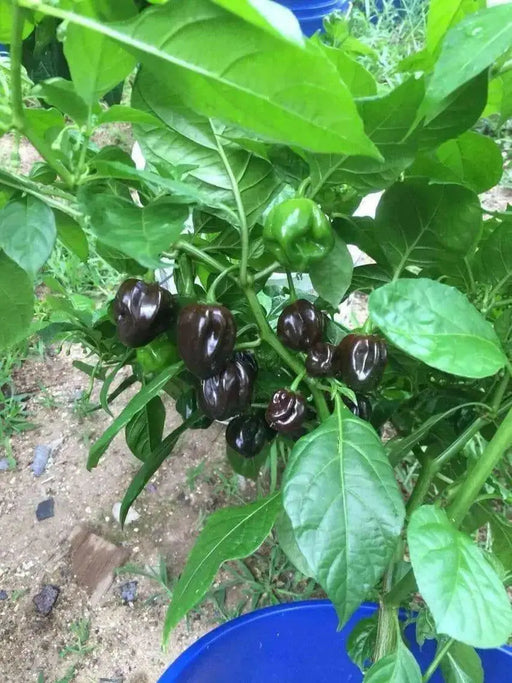 CHOCOLATE Scotch Bonnet ,Live Pepper Plant, 3 ''POT - Caribbean garden seed