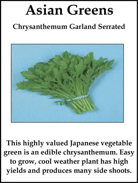 Chrysanthemum Greens, Serrated Leaf (Glebionis coronaria) Asian Vegetable Seeds-,Asian Vegetable Seeds,use like spinach - Caribbeangardenseed