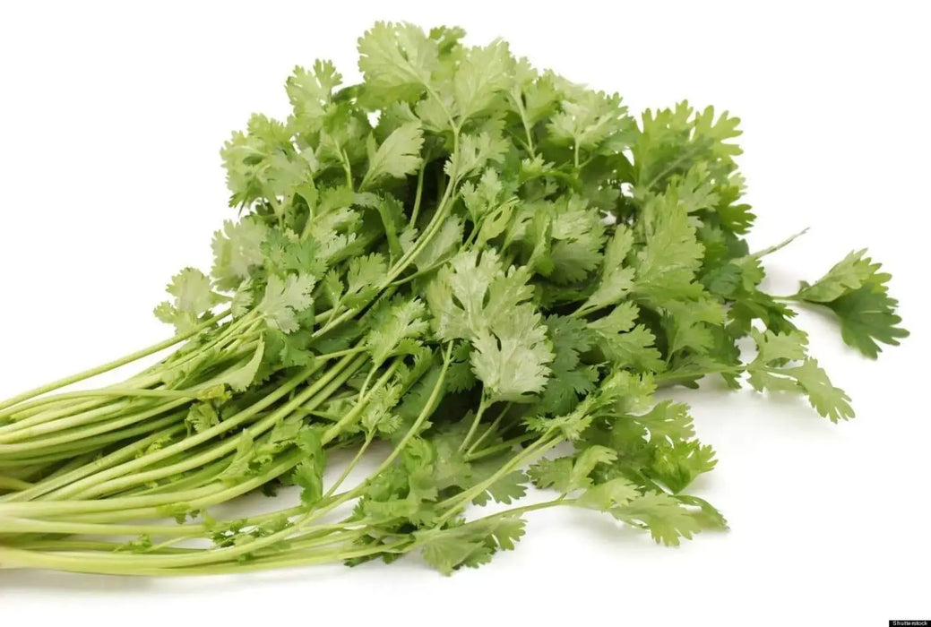 Cilantro Seeds (Coriander) Slow-Bolting Herb - Caribbeangardenseed