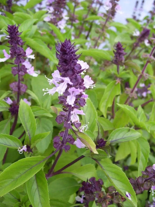 Cinnamon Basil Seeds - Caribbeangardenseed