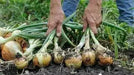 Cipollini Onion plants, Annual vegetable, ITALIAN FLAT ONION - Caribbean garden seed