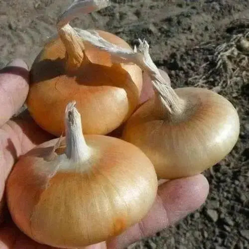 Cipollini Yellow Onion Sets ( Bulbs) Italian heirloom annual vegetable - Caribbean garden seed