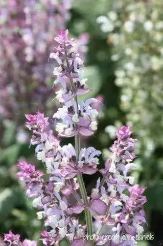 CLARY SAGE SEEDS,BLUE MONDAY (,Salvia sclarea) - Caribbeangardenseed