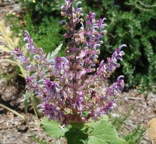 CLARY SAGE SEEDS,BLUE MONDAY (,Salvia sclarea) - Caribbeangardenseed