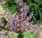 CLARY SAGE SEEDS,BLUE MONDAY (,Salvia sclarea) - Caribbeangardenseed