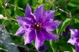 Clematis Blue Climador, Live Plant Vine, Perennial, - Caribbean garden seed