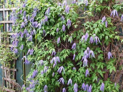 Live Plant - Clematis 'Blue Dancer'- Starter Plant, perennial climber - Caribbeangardenseed