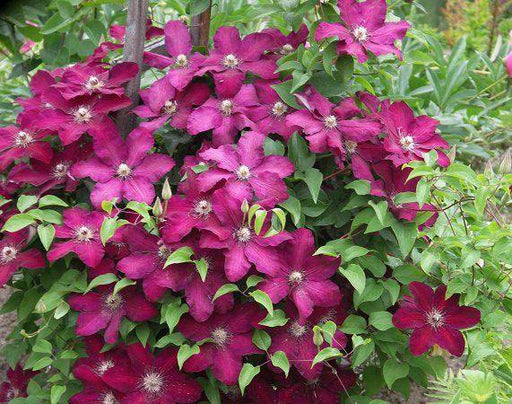 Live Plant - clematis cardinal wyszynski- Starter Plant - Caribbeangardenseed