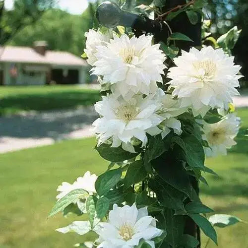 CLEMATIS Duchess of Edinburgh (STARTER PLANT) FLOWERS VINE - Caribbean garden seed