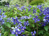 Live Plant -clematis durandii- Starter Plant - Caribbeangardenseed