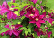 Clematis Ernest Markham (Starter Plant) PERENNIAL VINE - Caribbean garden seed