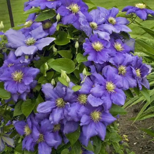 CLEMATIS General sikorski, Starter Plant, PERENNIAL VINE - Caribbean garden seed