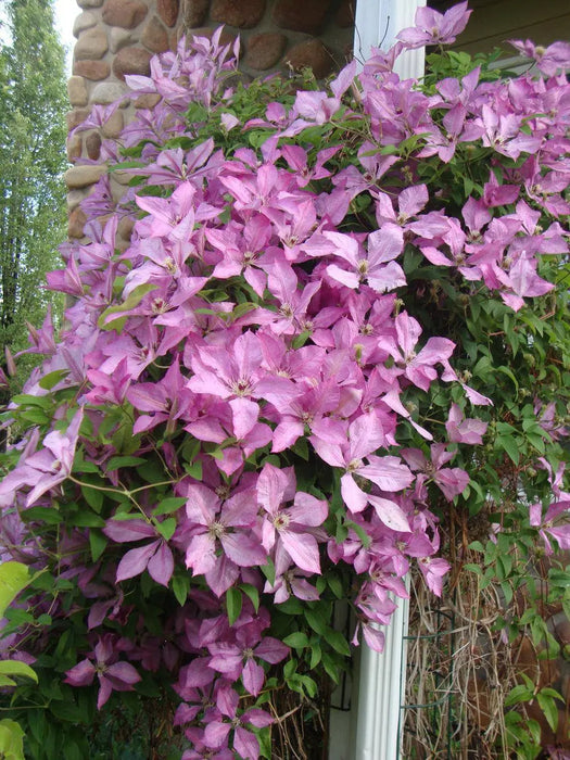 Live Plant - CLEMATIS Giselle, Starter Plant - Caribbeangardenseed