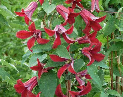 clematis gravetye beauty , LIVE STARTER PLANT - Caribbeangardenseed