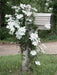 Clematis Henryi (2.5 POT PLANTS)  hardy Large-flowered Vine, Perennial - Caribbean garden seed