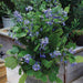 Tube Clematis Flower Seeds, PERENNIAL - Caribbeangardenseed