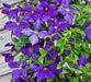 Clematis Jackmanii  ( 2.5' POT) Large-flowered Vine - Caribbean garden seed