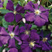 Clematis Jackmanii  ( 2.5' POT) Large-flowered Vine - Caribbean garden seed