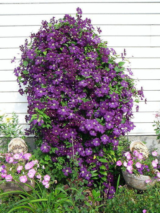 Clematis Jackmanii ( Bare Root) Large-flowered Vine - Caribbeangardenseed