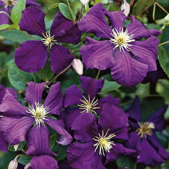 Clematis Jackmanii  ( 2.5' POT) Large-flowered Vine - Caribbean garden seed