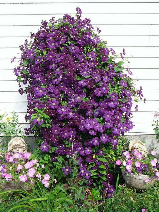 Clematis Jackmanii  ( 2.5' POT) Large-flowered Vine - Caribbean garden seed