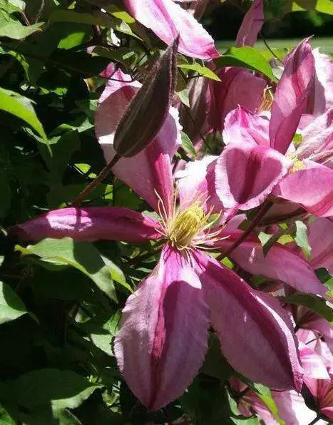 CLEMATIS LIBERATION EVIFIVE- Starter Plant VINE - Caribbean garden seed