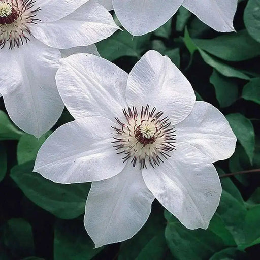 Clematis Miss Bateman (2.5 ' POT STARTER PLANT) PERENNIAL FLOWERS VINE - Caribbean garden seed