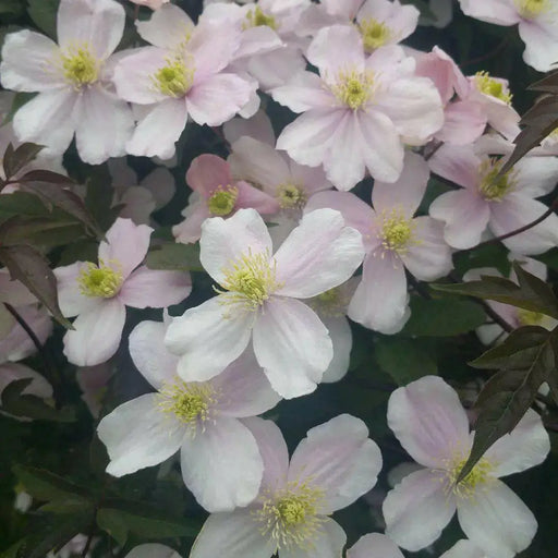 CLEMATIS Montana Elizabeth- Starter Plant, FLOWERS VINE - Caribbean garden seed