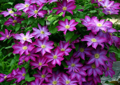 Clematis 'Pink Champagne', Starter Plant, VINE - Caribbeangardenseed