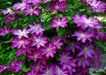 Clematis 'Pink Champagne', 2.5' POT Starter Plant, VINE - Caribbean garden seed