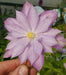 Clematis 'Proteus' (Dormant Bare Root) Early flowering ,Perennial vine - Caribbeangardenseed