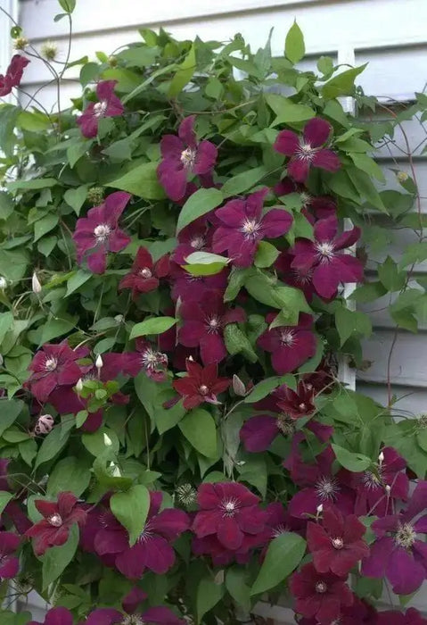 Clematis Rouge Cardinal (2.5 'STARTER PLANT Perennial VINE - Caribbean garden seed