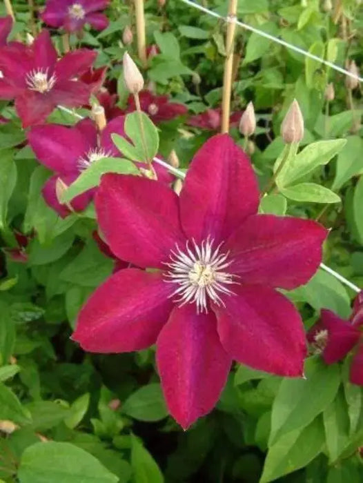 Clematis Rouge Cardinal (Dormant Bare Root) Perennial - Caribbeangardenseed