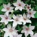 Clematis Snow Queen (STARTER PLANT) PERENNIAL  VINE - Caribbean garden seed