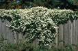 Clematis Sweet Autumn(2.5' pot starter plant) Perennial FLOWERING Vine - Caribbean garden seed