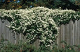 Sweet Autumn Clematis Vine - Clematis paniculata - Fragrant - 2.5" Pot - Caribbeangardenseed