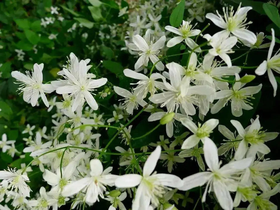 Clematis Sweet Autumn(2.5' pot starter plant) Perennial FLOWERING Vine - Caribbean garden seed