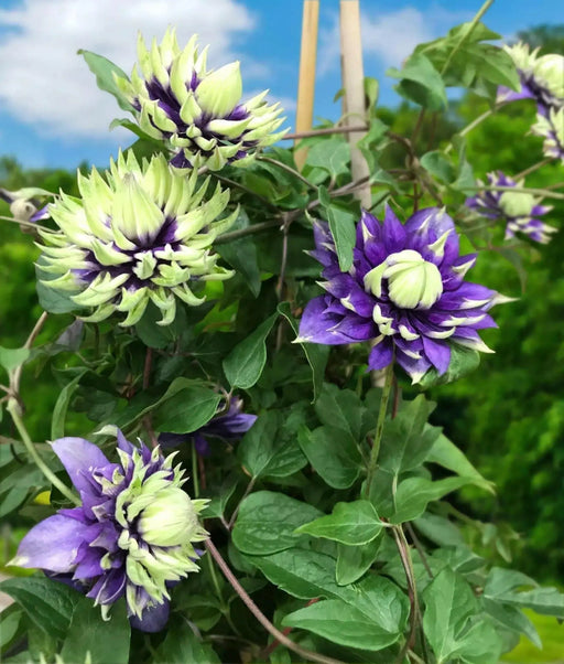 Clematis Taiga Vine Plant , 2.5' POT LIVE STARTER PLANT, FLOWERING VINE - Caribbean garden seed