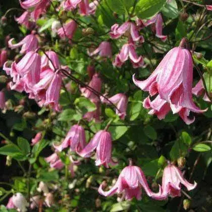 Clematis texensis etoile rose , STARTER PLANT, PERENNIAL VINE - Caribbean garden seed