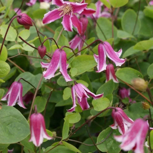 Clematis texensis etoile rose , STARTER PLANT, PERENNIAL VINE - Caribbean garden seed