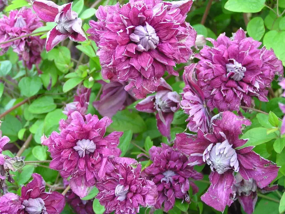 CLEMATIS viticella Purpurea Plena Elegans, Starter Plant, VINE - Caribbeangardenseed