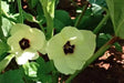 Clemson Spineless Okra Seed, Heirloom Vegetable - Caribbean garden seed