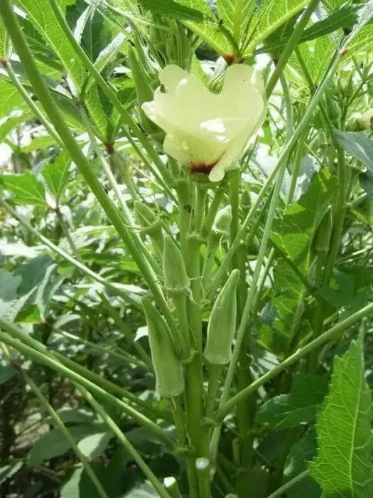 Clemson Spineless Okra Seed, Heirloom Vegetable - Caribbean garden seed